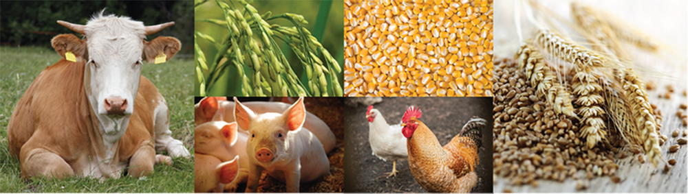 SVS for Agrigenomic Reseach